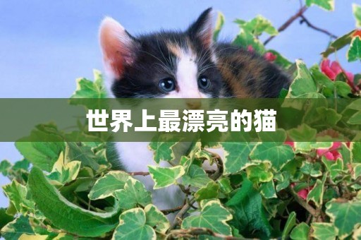 世界上最漂亮的貓