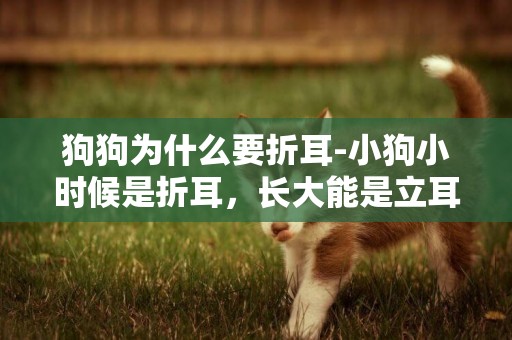 狗狗為什么要折耳-小狗小時候是折耳，長大能是立耳嗎