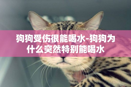 狗狗受傷很能喝水-狗狗為什么突然特別能喝水