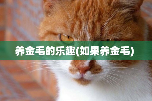 養金毛的樂趣(如果養金毛) 