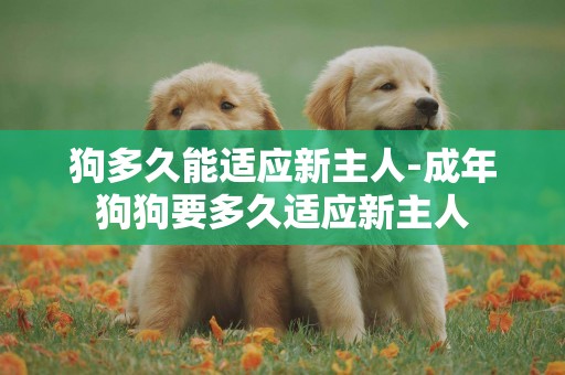 狗多久能適應新主人-成年狗狗要多久適應新主人