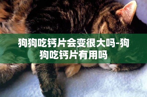 狗狗吃鈣片會變很大嗎-狗狗吃鈣片有用嗎