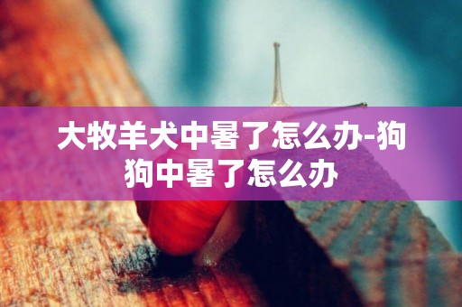 大牧羊犬中暑了怎么辦-狗狗中暑了怎么辦
