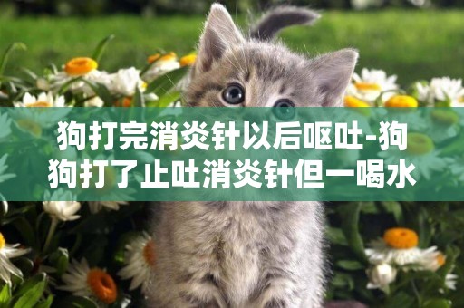 狗打完消炎針以后嘔吐-狗狗打了止吐消炎針但一喝水就吐