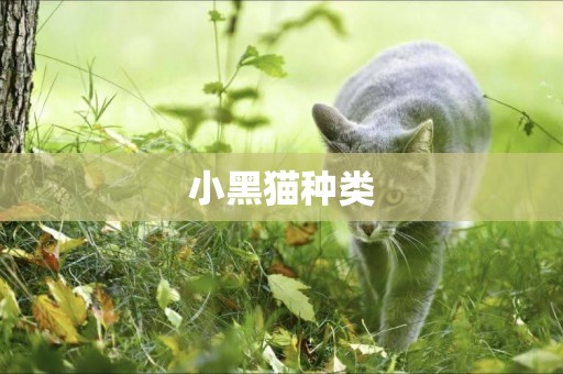 小黑貓種類