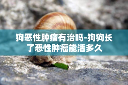 狗惡性腫瘤有治嗎-狗狗長了惡性腫瘤能活多久
