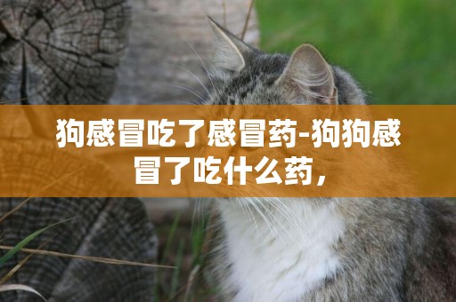 狗感冒吃了感冒藥-狗狗感冒了吃什么藥，