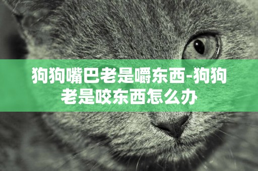 狗狗嘴巴老是嚼東西-狗狗老是咬東西怎么辦