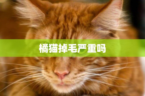 橘貓掉毛嚴重嗎