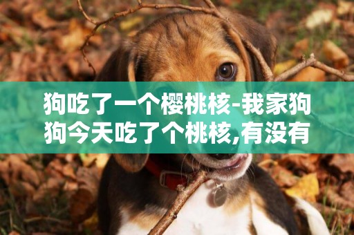 狗吃了一個櫻桃核-我家狗狗今天吃了個桃核,有沒有事啊?