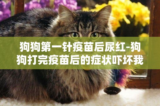 狗狗第一針疫苗后尿紅-狗狗打完疫苗后的癥狀嚇壞我了