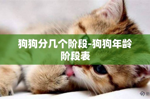 狗狗分幾個階段-狗狗年齡階段表