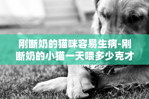 剛斷奶的貓咪容易生病-剛斷奶的小貓一天喂多少克才合適