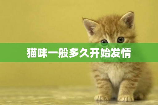 貓咪一般多久開始發情