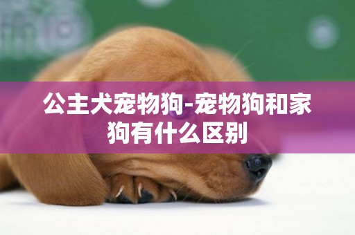 公主犬寵物狗-寵物狗和家狗有什么區別