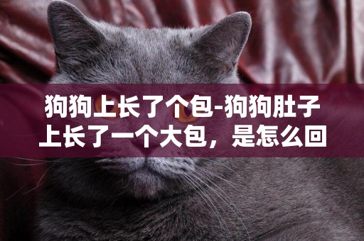 狗狗上長了個包-狗狗肚子上長了一個大包，是怎么回事？