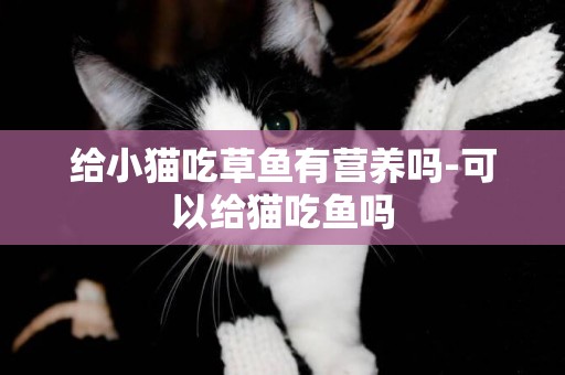 給小貓吃草魚有營養嗎-可以給貓吃魚嗎