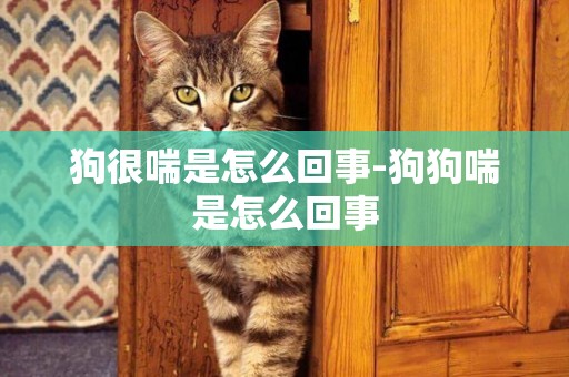 狗很喘是怎么回事-狗狗喘是怎么回事