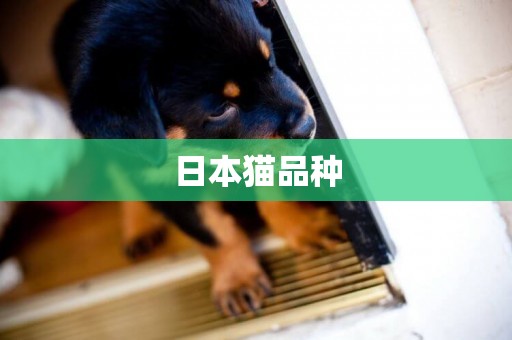 日本貓品種