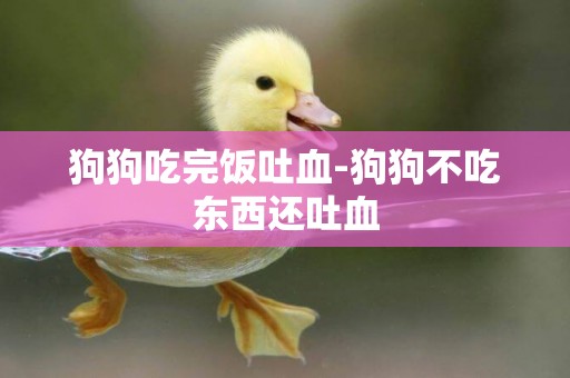 狗狗吃完飯吐血-狗狗不吃東西還吐血