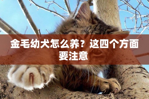 金毛幼犬怎么養？這四個方面要注意 