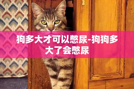 狗多大才可以憋尿-狗狗多大了會憋尿
