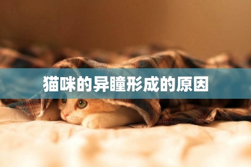 貓咪的異瞳形成的原因