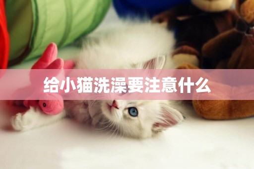 給小貓洗澡要注意什么