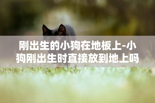 剛出生的小狗在地板上-小狗剛出生時直接放到地上嗎