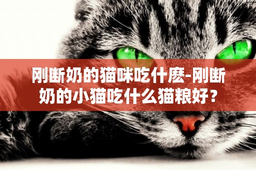 剛斷奶的貓咪吃什麼-剛斷奶的小貓吃什么貓糧好？