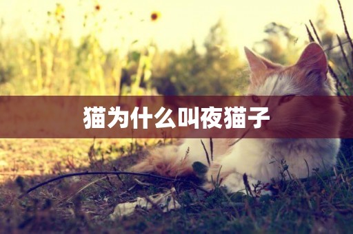 貓為什么叫夜貓子