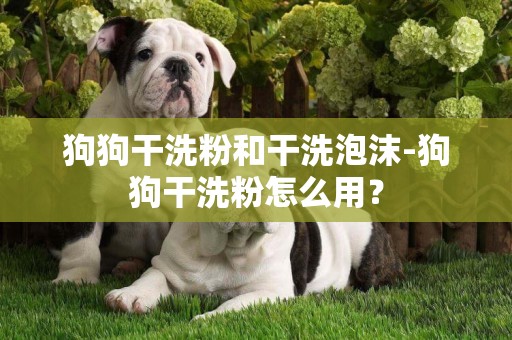 狗狗干洗粉和干洗泡沫-狗狗干洗粉怎么用？