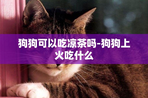 狗狗可以吃涼茶嗎-狗狗上火吃什么