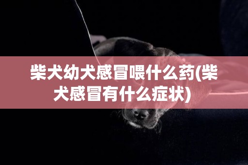 柴犬幼犬感冒喂什么藥(柴犬感冒有什么癥狀) 