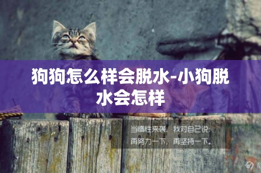 狗狗怎么樣會脫水-小狗脫水會怎樣