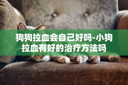 狗狗拉血會自己好嗎-小狗拉血有好的治療方法嗎