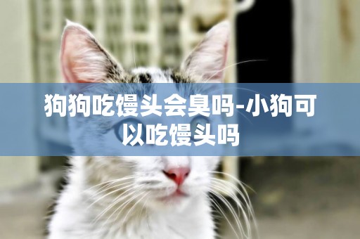 狗狗吃饅頭會臭嗎-小狗可以吃饅頭嗎