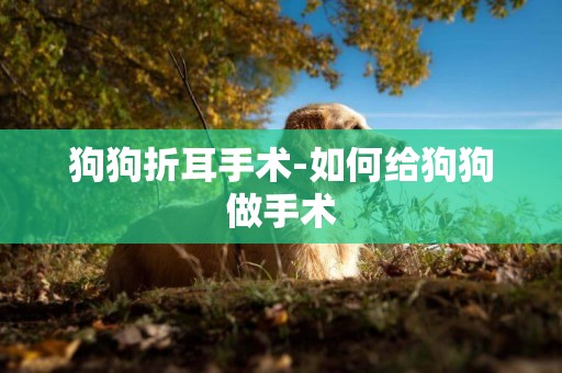 狗狗折耳手術-如何給狗狗做手術