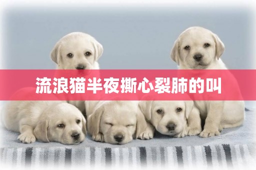 流浪貓半夜撕心裂肺的叫