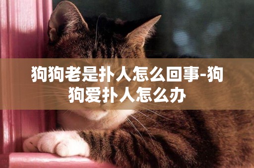 狗狗老是撲人怎么回事-狗狗愛撲人怎么辦