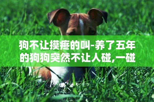狗不讓摸疼的叫-養了五年的狗狗突然不讓人碰,一碰就叫