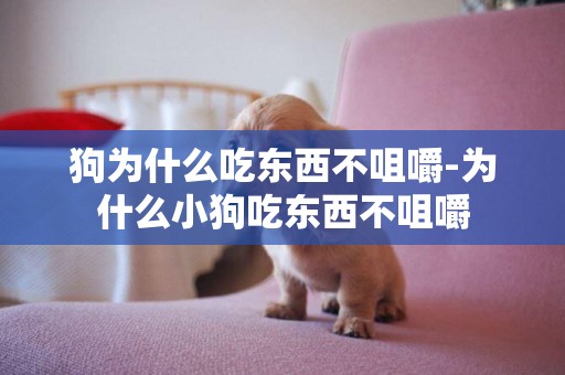 狗為什么吃東西不咀嚼-為什么小狗吃東西不咀嚼
