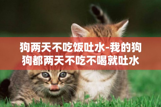 狗兩天不吃飯吐水-我的狗狗都兩天不吃不喝就吐水