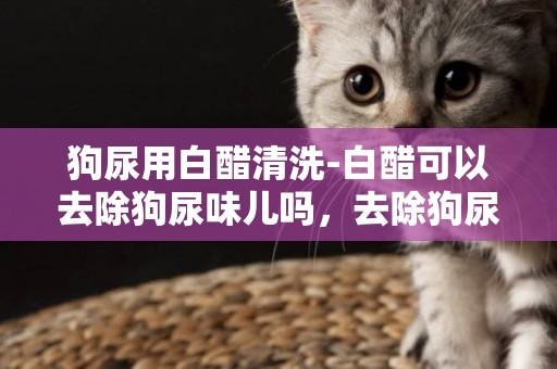 狗尿用白醋清洗-白醋可以去除狗尿味兒嗎，去除狗尿味的最佳方法