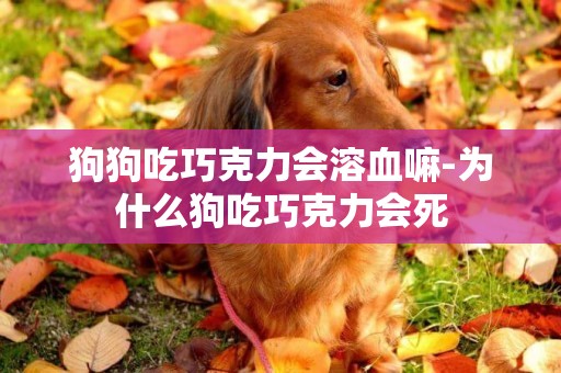 狗狗吃巧克力會溶血嘛-為什么狗吃巧克力會死