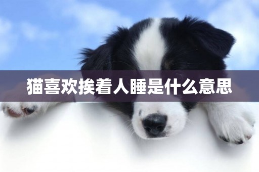 貓喜歡挨著人睡是什么意思