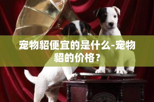 寵物貂便宜的是什么-寵物貂的價格？