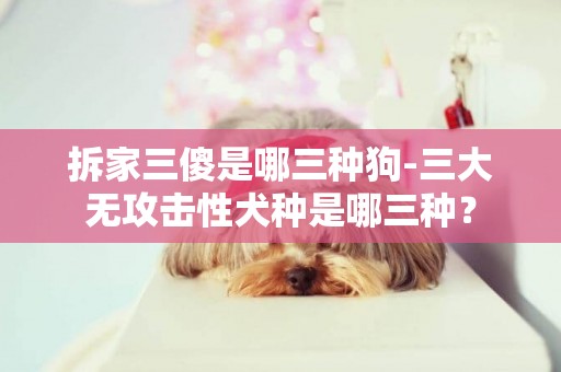 拆家三傻是哪三種狗-三大無攻擊性犬種是哪三種？