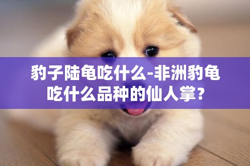 豹子陸龜吃什么-非洲豹龜吃什么品種的仙人掌？