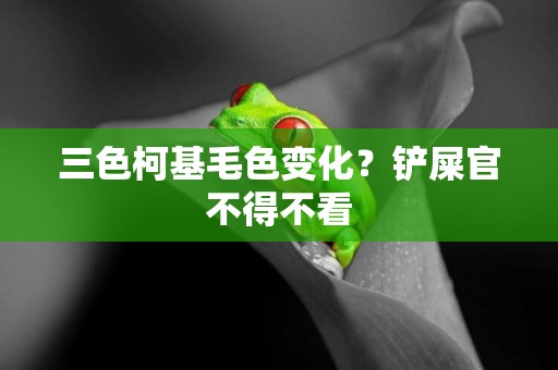 三色柯基毛色變化？鏟屎官不得不看